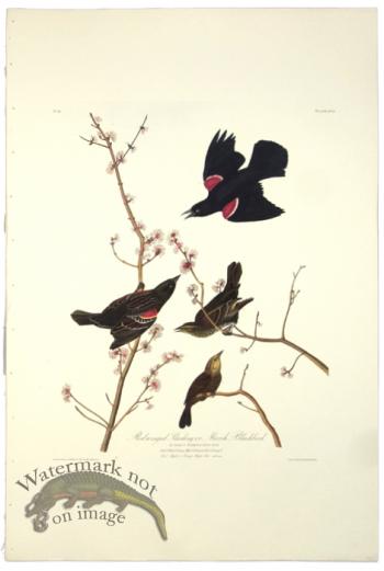 Red Winged Starling or Marsh Blackbird